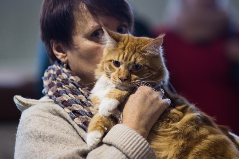 "Зважений і пухнастий": кіт Кекс виграв битву гігантів на виставці в Києві